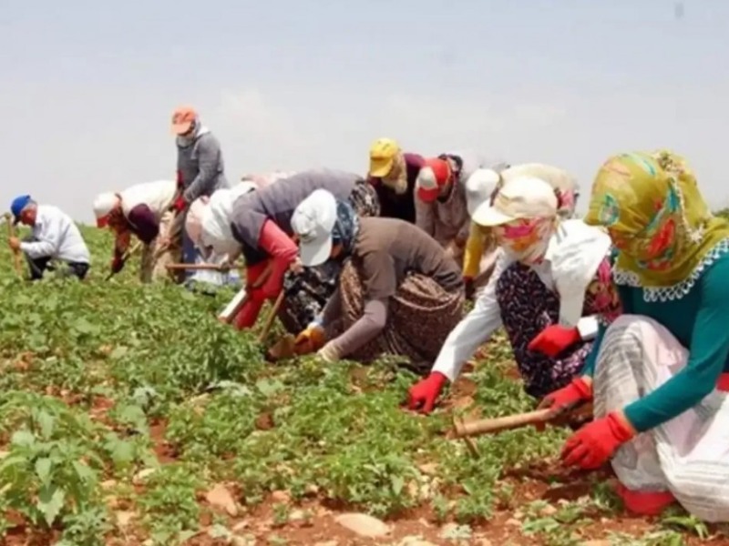 Mevsimlik tarım işçilerine yönelik yeni düzenlemeler yapıldı